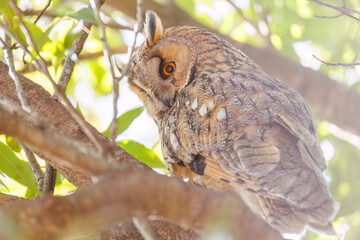 木立の中で昼寝する美しいトラフズク（フクロウ科）。
たまに目覚めて羽づくろいをしたりする。
英名学名：Long-eared Owl, Asio otus
栃木県栃木市渡良瀬遊水地-2025
