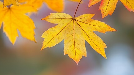 Obraz premium Close-Up of Yellow and Red Maple Leaf with Blurred Background