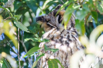 木立の中で昼寝する美しいトラフズク（フクロウ科）。
たまに目覚めて羽づくろいをしたりする。
英名学名：Long-eared Owl, Asio otus
栃木県栃木市渡良瀬遊水地-2025
