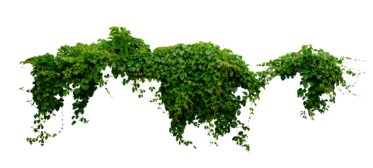 green vines plant hanging isolated