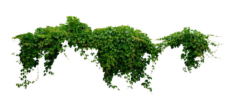 green vines plant hanging isolated