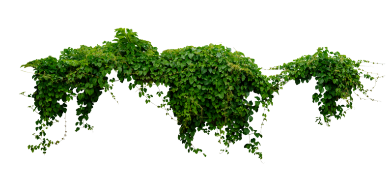 green vines plant hanging isolated