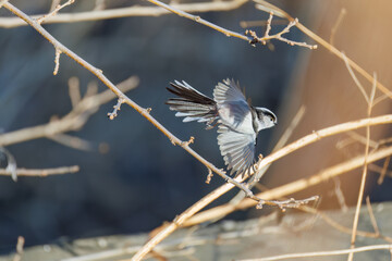 飛び回る可愛いエナガ（エナガ科）
英名学名：long-tailed tit (Aegithalos caudatus)
栃木県栃木市渡良瀬遊水地-2025
