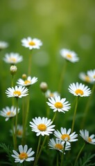 Fototapeta premium Wild daisies forming a natural spring meadow pattern , petals, outdoor scene, macro