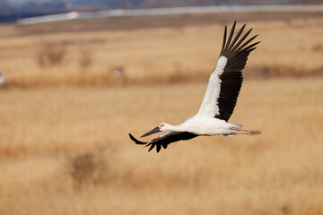 飛翔する美しく大きなコウノトリ（コウノトリ科）
英名学名：Oriental White Stork (Ciconia boyciana, family comprising storks)
栃木県栃木市渡良瀬遊水地-2025
