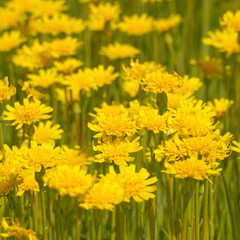 A clearing of bright yellow flowers in a green meadow