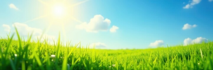 Bright sunlit meadow, soft focus blue sky, lush green grass, day, lovely