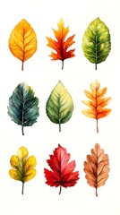 Obraz premium Autumn Leaves Watercolor Illustration
