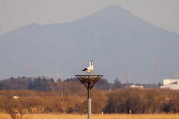 交尾する美しく大きなコウノトリ（コウノトリ科）のペア。
英名学名：White Stork (Ciconia boyciana, family comprising storks) 
栃木県栃木市渡良瀬遊水地-2025
