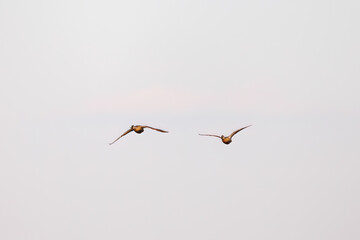 飛翔する美しいマガモ（カモ科）他の群れ
英名学名：Mallard (Anas platyrhynchos) 
栃木県栃木市渡良瀬遊水地-2025
