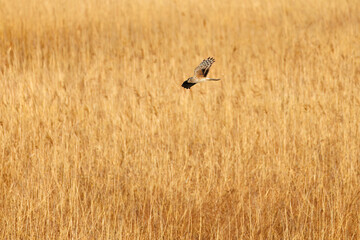 夕方飛翔してねぐら入りする美しいハイイロチュウヒ（タカ科）
英名学名：orthern harrier (Circus cyaneus, family comprising hawks) 
栃木県栃木市渡良瀬遊水地-2025
