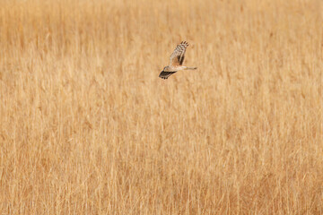 夕方飛翔してねぐら入りする美しいハイイロチュウヒ（タカ科）
英名学名：orthern harrier (Circus cyaneus, family comprising hawks) 
栃木県栃木市渡良瀬遊水地-2025
