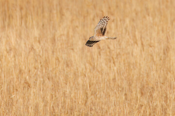 夕方飛翔してねぐら入りする美しいハイイロチュウヒ（タカ科）
英名学名：orthern harrier (Circus cyaneus, family comprising hawks) 
栃木県栃木市渡良瀬遊水地-2025
