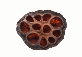 Lotus flower seed pod with beautiful colours and textures