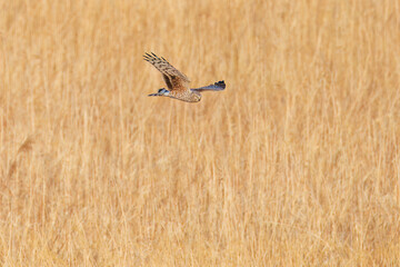 夕方飛翔してねぐら入りする美しいハイイロチュウヒ（タカ科）
英名学名：orthern harrier (Circus cyaneus, family comprising hawks) 
栃木県栃木市渡良瀬遊水地-2025
