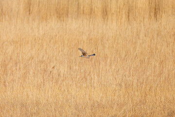 夕方飛翔してねぐら入りする美しいハイイロチュウヒ（タカ科）
英名学名：orthern harrier (Circus cyaneus, family comprising hawks) 
栃木県栃木市渡良瀬遊水地-2025
