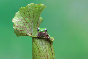 Phyllomedusa hypochondrialis on nepenthes, Northern orange-legged leaf frog or tiger-legged monkey...