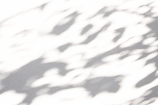 Abstract natural tree leaves shadow on white wall background