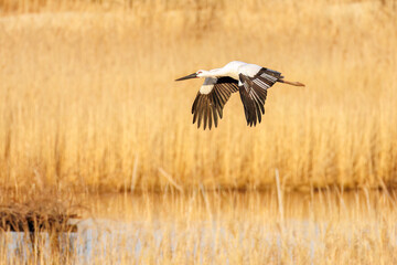 飛翔する美しく大きなコウノトリ（コウノトリ科）
英名学名：Oriental White Stork (Ciconia boyciana, family comprising storks)
栃木県栃木市渡良瀬遊水地-2025
