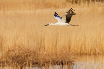 飛翔する美しく大きなコウノトリ（コウノトリ科）
英名学名：Oriental White Stork (Ciconia boyciana, family comprising storks)
栃木県栃木市渡良瀬遊水地-2025
