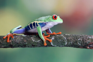 Red-eyed tree frog closeup on branch, red-eyed tree frog (Agalychnis callidryas) closeup