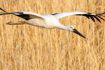 飛翔する美しく大きなコウノトリ（コウノトリ科）
英名学名：Oriental White Stork (Ciconia boyciana, family comprising storks)
栃木県栃木市渡良瀬遊水地-2025
