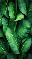 Banana leaves texture green backgrounds outdoors.