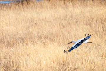 巣材を集めている。
飛翔する美しく大きなコウノトリ（コウノトリ科）
英名学名：Oriental White Stork (Ciconia boyciana, family comprising storks)
栃木県栃木市渡良瀬遊水地-2025
