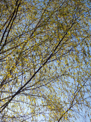 delicate birch foliage in spring
