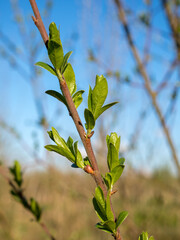 willow branch with green leaves
