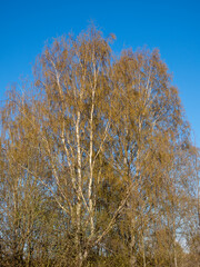 birch foliage in spring against the sky