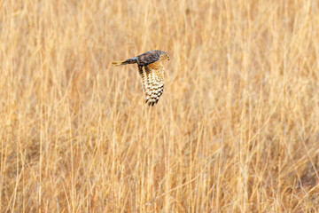 夕方飛翔してねぐら入りする美しいハイイロチュウヒ（タカ科）
英名学名：orthern harrier (Circus cyaneus, family comprising hawks) 
栃木県栃木市渡良瀬遊水地-2025
