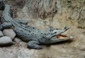 Huge Alligator with Mouth Open