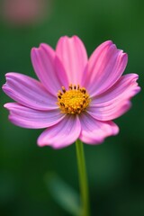 Obraz premium Wildflower close-up, soft focus, delicate petals, flora, macro photography, photography