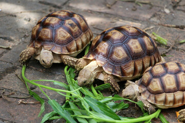 African Sulcata Tortoise Natural Habitat,Close up African spurred tortoise resting,cute animal