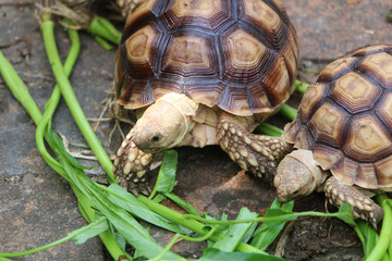 African Sulcata Tortoise Natural Habitat,Close up African spurred tortoise resting,cute animal