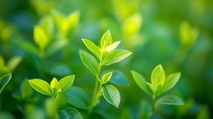 Closeup of Vibrant Green New Growth Leaves in Sunlight