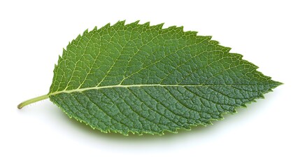 Fototapeta premium Single green leaf, isolated on white background