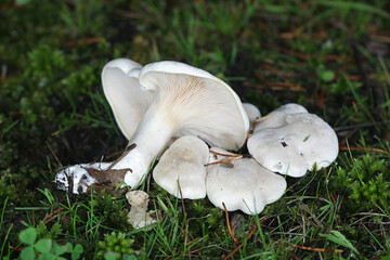 Clitopilus prunulus, commonly known as the miller or the sweetbread mushroom