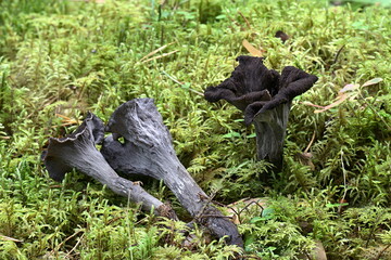 Horn of plenty, also called black chanterelle  and trumpet of the dead, a delicious edible wild mushroom