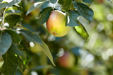 Apple, tree and fruit with leaves for agriculture, harvest or sustainability outdoor at farm. Fresh food, organic plant or orchard for growth in nature for production, nutrition and health closeup