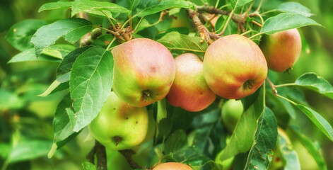 Apples, closeup and tree for agriculture, growth or sustainability at farm outdoor. Fresh fruit, organic plant and orchard for harvest in nature for food production, nutrition or crops with leaves