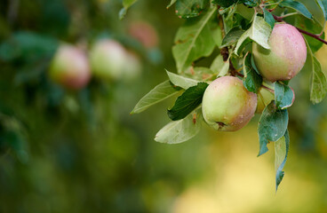 Apple, growth or tree with morning dew for agriculture or agro at farm outdoor in nature. Fresh fruit, organic plant or water droplets in orchard for harvest in garden for food production with leaves