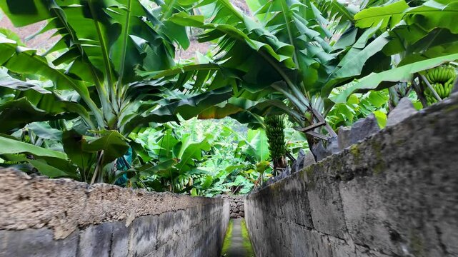 Walking Along the RB1 Vereda da Ladeira, Banana Plantation in Madalena do Mar, Ponta do Sol, Madeira, Portugal