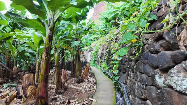 Walking Along the RB1 Banana Plantation in Madalena do Mar, Ponta do Sol, Madeira, Portugal