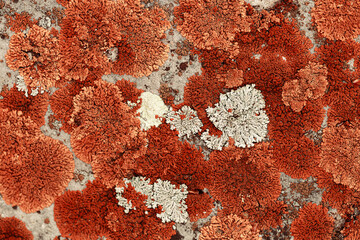 Lichens and mosses in various shapes, forms and textures on surface of rocks as natural environment...
