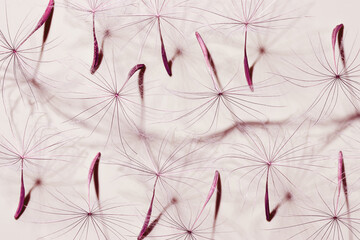 Nature abstract of seeds of blowball flower, natural organic texture as natural background. Macro texture, pastel purple beige color aesthetic photo with seeds umbrella shaped, botanical design