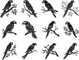 Parrot Silhouette, Vector Design, Parrot Icon