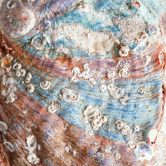 Natural pattern texture seashell, macro photo, beauty nature abstract background, top view vivid earth tones surface of shell, clam closeup, oceanic, nautical, marine, aquatic life backdrop