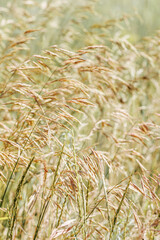 Delicate wild grass swaying in sunlit meadow, beige green pastel color. Natural bokeh in background, tranquil and lightness nature. Texture of grass creating minimal aesthetic, beauty in nature